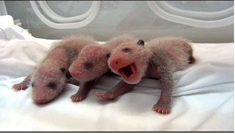 Gau truc sinh ba 'ky dieu' o Trung Quoc hinh anh