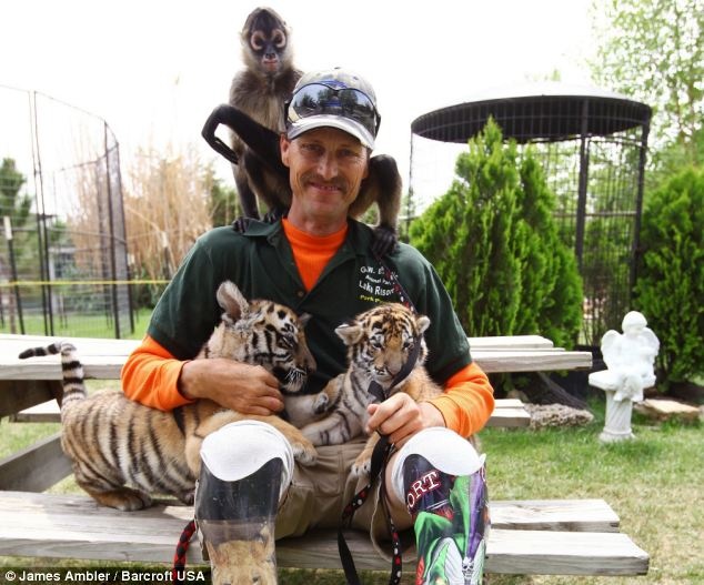 Khi sư tử Bondigger và hổ Tony đã lớn. Ông Reinke nhận nuôi thêm hai chú hổ con khác là Tippy và Orlando. Việc chăm sóc chúng luôn khiến nhân viên vườn thú trở nên bận rộn.  