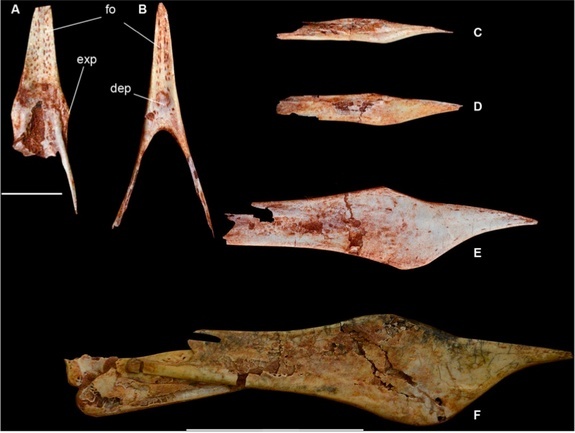 Hình ảnh xương hàm dưới của thằn lằn bay theo từng giai đoạn.
