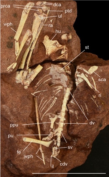 Các nhà khoa học phục hồi bộ xương của loài bò sát cổ đại theo cấu trúc 3D.