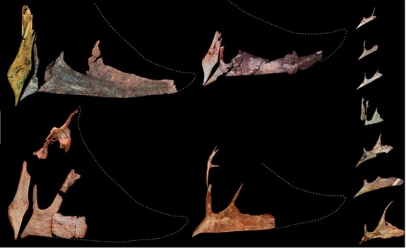 Những phần xương đầu của loài thằn lằn bay.