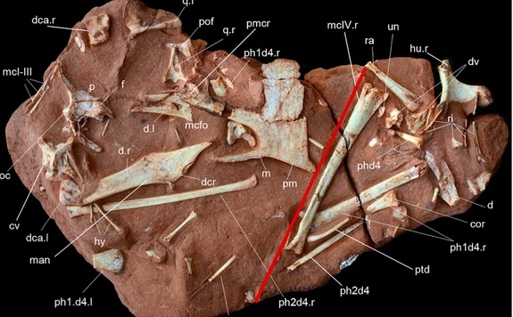 Những cơn bão sa mạc đã “thổi” xương của thằn lằn bay tới hồ và lưu giữ tại đây vô thời hạn. Các giai đoạn khác nhau của quá trình suy thoái phản ánh mức độ phơi nhiễm của loài bò sát trước khi chúng bị ngập nước.