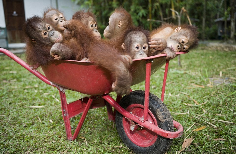 Đười ươi thông minh là loài động vật nổi tiếng nhất trên đảo Borneo. Người ta có thể bắt gặp chúng khi đi tản bộ trong rừng hoặc viếng thăm những trung tâm phục hồi chức năng trên đảo. Do nạn khai thác gỗ lậu, săn bắt và chuyển đổi đất sang đất nông nghiệp nên số lượng đười ươi trên đảo giảm đáng kể trong 50 năm qua. Chính quyền đảo thành lập rất nhiều khu bảo tồn thiên nhiên để chăm sóc đười ươi và các loài vật hoang dã khác.