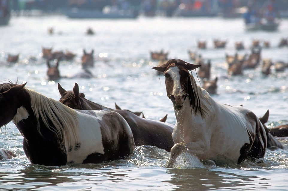 Đảo Assateague, Mỹ, cách Maryland và Virginia khoảng 60km, là nhà của hơn 300 con ngựa. Chúng được cho là chạy đến đảo sau khi sống sót trong từ một vụ đắm tàu. Một giả thuyết khác là người dân mang ngựa ra đảo từ thế kỉ 17. Cách tốt nhất để xem những chú ngựa là đi thuyền kayak dọc theo tuyến đường thủy của đảo.