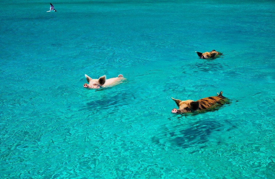 Lợn sinh sống rất đông trên đảo Exuma thuộc Bahamas. Người dân kể rằng chúng do một nhóm thủy thủ mang đến và để lại đảo như nguồn thực phẩm dự trữ. Tuy nhiên, nhóm thủy thủ này không bao giờ quay trở lại, do vậy những con lợn tự tìm cách sinh tồn và phát triển trên đảo. Chúng thông minh nhận ra nguồn thức ăn do các du thuyền đổ xuống biển rất nhiều. Những con lợn này bơi rất giỏi và không sợ người.