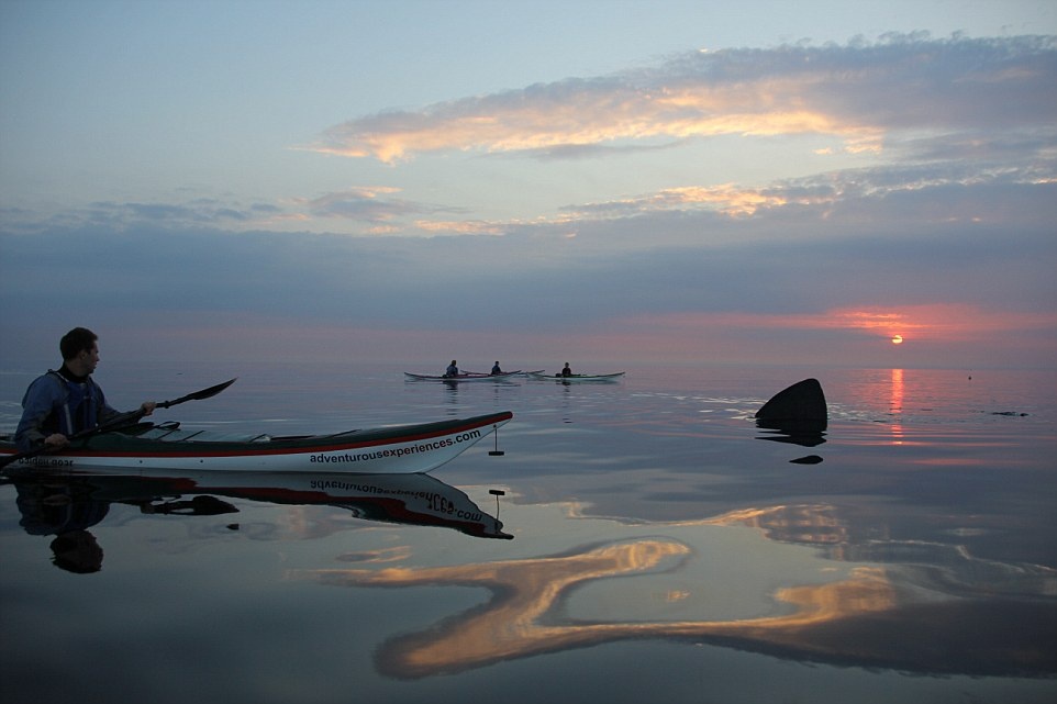 Một số lượng lớn cá mập phơi kéo về đảo Man từ giữa tháng 5 đến tháng 8. Dù có một số điểm giống với loại cá mập trắng nguy hiểm, cá mập phơi an toàn và vô hại nên du khách có thể đến gần và làm quen với chúng.