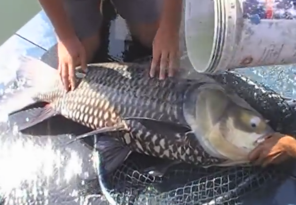 Mot con ca chep Xiem bi tom gon nam 2010 hinh anh