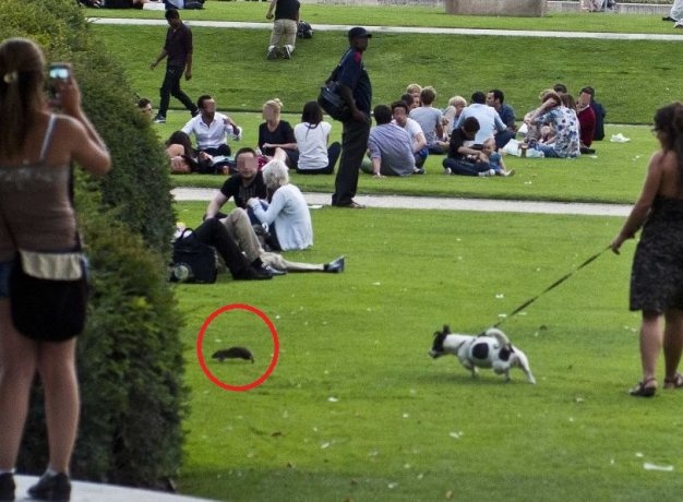 Du khach roi bo Phap vi 'hoi chung Paris' hinh anh