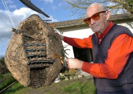 Ong bap cay chau A tro thanh noi so cua chau Au hinh anh