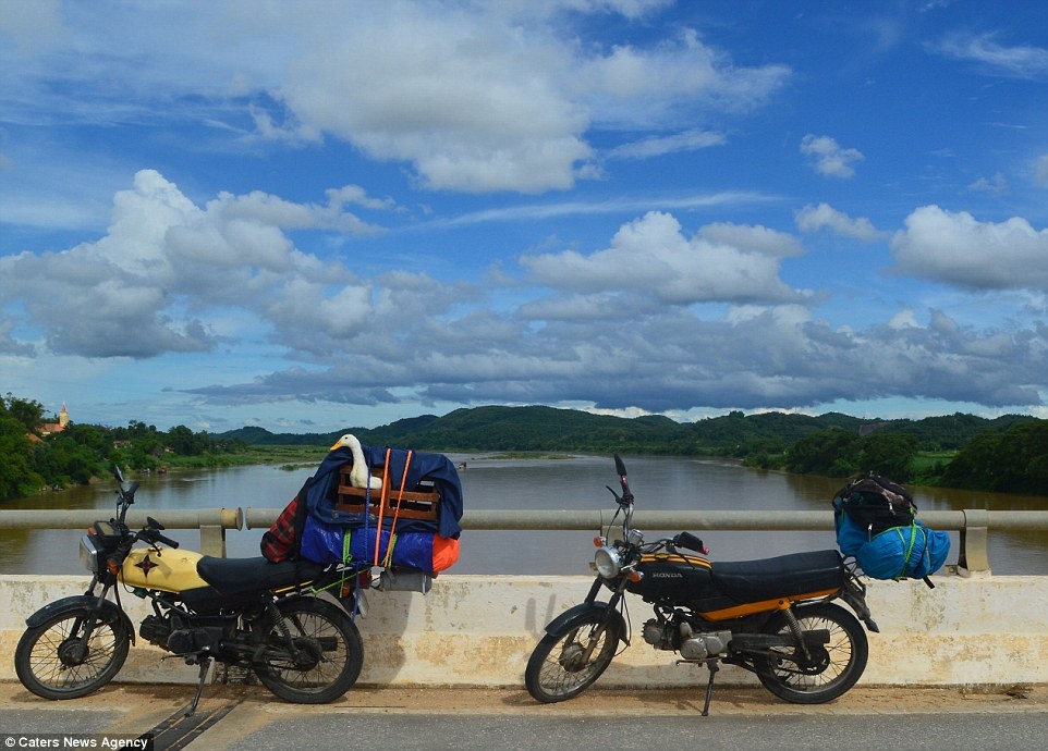 Dan buộc một lồng gỗ nhỏ vào xe để chở con vịt trong cuộc hành trình. Khi đến nhà hàng hoặc quán bar, Dan yêu cầu thêm một ghế trống hoặc để con vịt lên bàn để nó tham gia với cả hội.