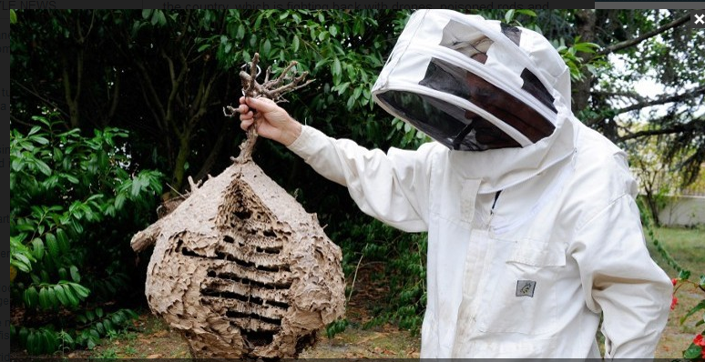 Một người nuôi ong cầm tổ của ong bắp cày châu Á