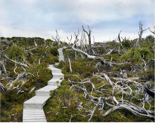 Đám cháy đã phá hủy hầu hết những cây thông Huon 10.500 tuổi trên núi Read ở Tasmania. Chỉ một số ít cá thể vẫn tồn tại.