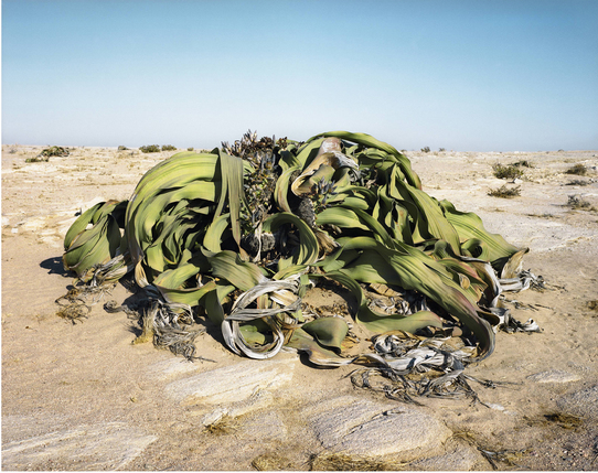 8 thuc vat song tho nhat hanh tinh hinh anh