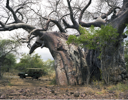 Cây Baobab 2.000 năm tuổi sống ở khu bảo tồn quốc gia Kruger tại Nam Phi. Hốc cây thường trống rỗng khi trưởng thành. Chúng trở thành nơi trú ẩn cho nhiều loài động vật. Thậm chí con người còn biến hốc cây Baobab thành nhà vệ sinh, nhà tù hay một quán bar.