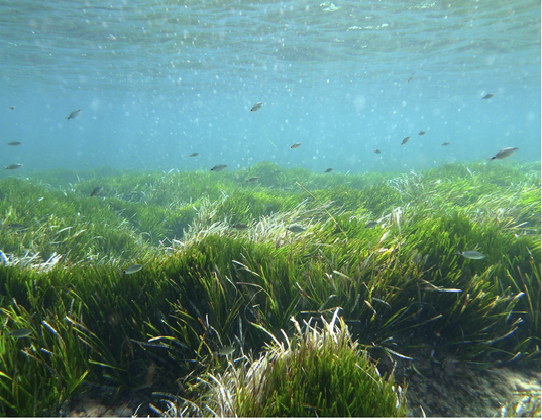 Bãi cỏ biển Posidonia 100.000 năm tuổi sống ở quần đảo Baleric, Tây Ban Nha. Chúng đang phát triển trong vùng nước do UNESCO bảo vệ giữa các đảo Ibiza và Formentera.