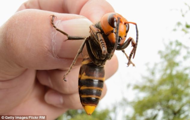 Ong bắp cày khổng lồ châu Á có chiều dài gần 5 cm. Ảnh: Daily Mail