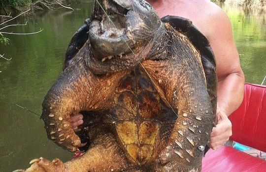 Rua ca sau khong lo mac cau hinh anh