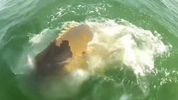 Cá mú khổng lồ đớp cá mập từ tay người đánh cá. Ảnh: YouTube