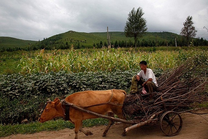 Người đàn ông ngồi trên xe bò ở vùng nông thôn Triều Tiên.