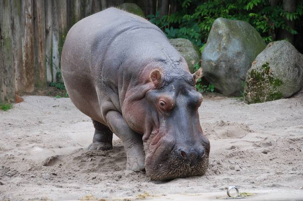 Ha ma chet vi tuong bong tennis la tao hinh anh