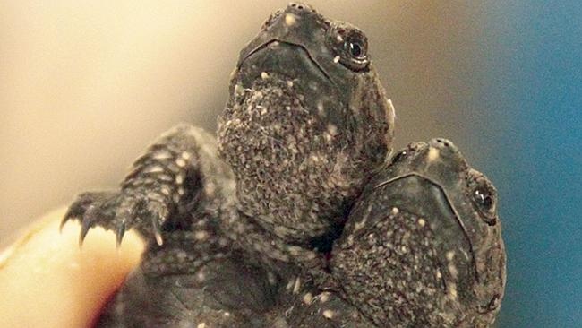 Rua hai dau chao doi o My hinh anh