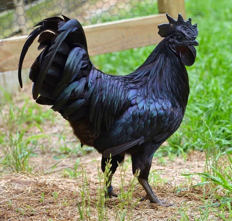 Giống gà Ayam Cemani quý hiếm và đắt đỏ xuất xứ từ đảo Java của Indonesia. Chúng “du ngoạn” sang châu Âu vào năm 1998.