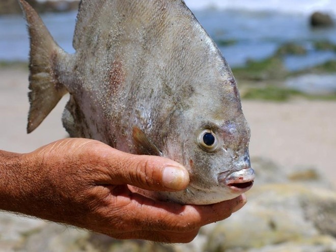 Tại Mỹ, việc sở hữu loài cá nguy hiểm này là hợp pháp. Người ta dễ dàng mua chúng tại các cửa hàng cá cảnh. 