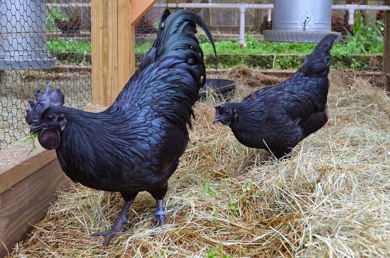 Theo tiếng Indonesia, từ “Ayam” có nghĩa là “gà” và “Cemani” mang nghĩa “hoàn toàn đen”. 