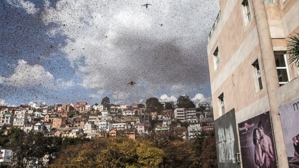 Chau chau 'do bo' Madagascar hinh anh