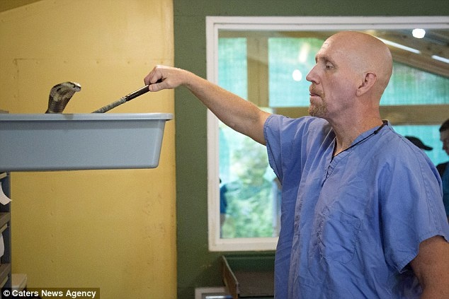 Ông Jim Harrison, 55 tuổi, nuôi khoảng 2.000 con rắn độc, trong đó có một số con thuộc loại nguy hiểm nhất thế giới, tại một vườn thú bò sát ở bang Kentucky. Trại nuôi rắn của ông Harrison có thể lớn nhất nước Mỹ và thậm chí trên toàn thế giới.