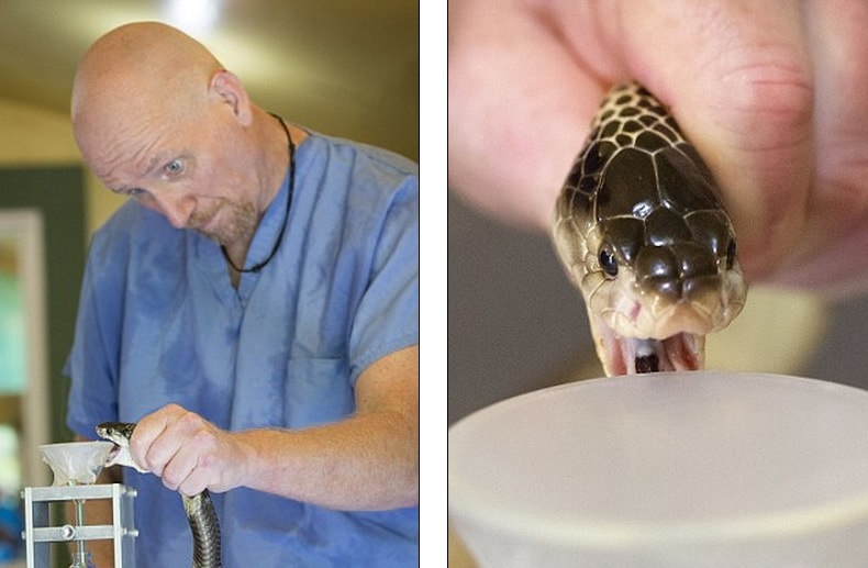 Mỗi tuần, ông trích nộc độc của khoảng 1.000 con rắn. Ông Harrison chỉ dùng đôi tay trần và không đeo găng khi thực hiện công việc 