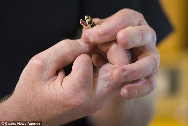 Ông Harrison bắt đầu chiết xuất nọc rắn từ khi 17 tuổi. Hai bàn tay ông bây giờ chằng chịt các vết sẹo vì rắn cắn. 