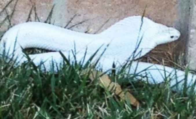 Ran ho mang bach tang cuc doc gay nao loan o My hinh anh