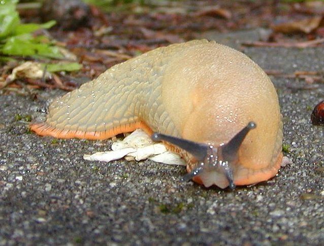 Loài sên với tên khoa học là Arion vulgaris có nguồn gốc từ Tây Ban Nha xuất hiện gần như khắp mọi nơi, và trở thành nỗi ám ảnh đối với nhiều người dân từ Anh tới Tây Ban Nha. Những con sên ngoại cỡ có chiều dài tối đa khoảng 12 cm, gấp 4 lần so với loài sên thông thường. Chúng đẻ khoảng 400 quả trứng mỗi năm. Ảnh: Metro 