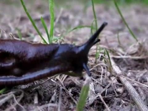 Sen an thit gay nao loan tai Anh hinh anh