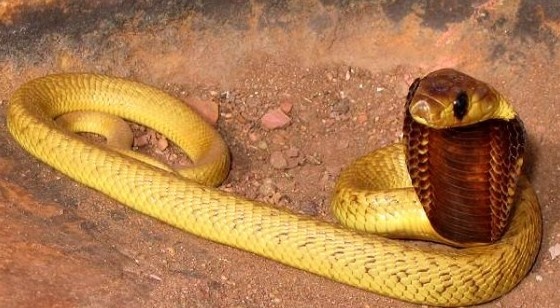 Ran ho mang cuc doc xong chuong, Ha Lan bao dong ca thi tran hinh anh