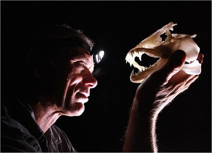 Ông nhìn hộp sọ của con cá sói bằng chiếc đèn pin gắn trên trán.