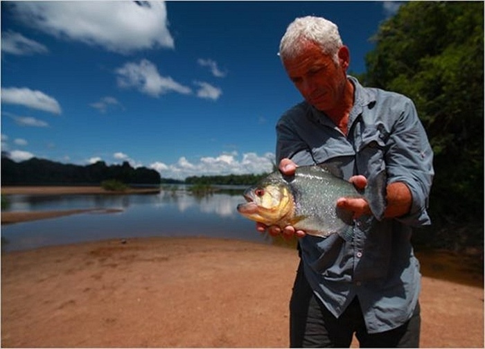 Bên bờ sông Courantyne, Wade thu phục con cá Piranha bụng đỏ, loài cá ăn thịt hung dữ nhất thế giới ở Nam Mỹ.