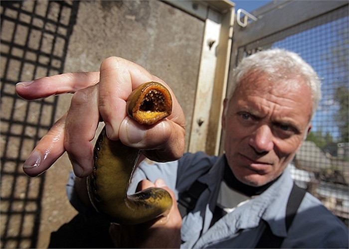 Wade và loại cá mút đá hút máu kỳ dị.