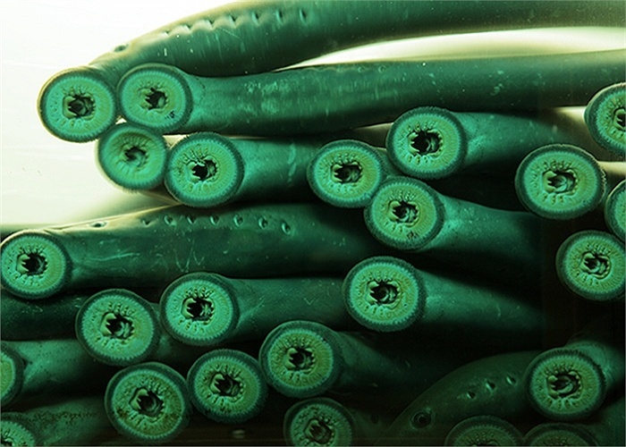 Những cái miệng lởm chởm gai nhọn của cá mút đá.