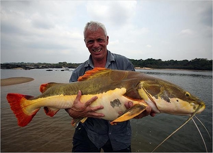 Wade và con cá trê đuôi đỏ câu được ở sông Araguaia, Brazil.