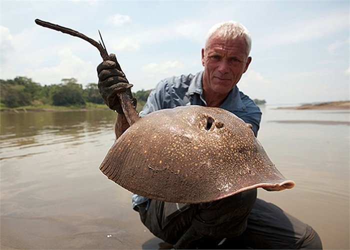 Cá đuối gai độc bị Wade tóm gọn.
