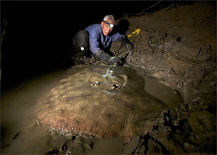 Cá đuối gai độc khổng lồ mà Wade câu được.