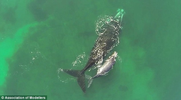 Me con ca voi choi dua giua dai duong hinh anh