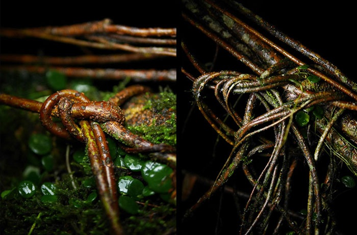 Người dân địa phương thắt nút rễ cây để làm cầu.