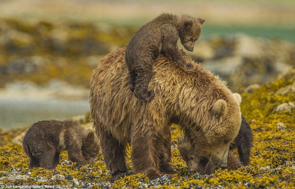 Nhưng chúng biết việc chúng cần làm lúc này là trèo lên lưng mẹ. 