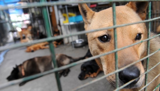 Trung Quoc tieu huy gan 5.000 con cho de phong benh dai hinh anh