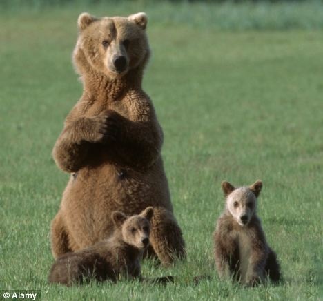 Gau con Bac My khong roi me nua buoc hinh anh