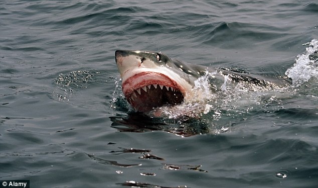 Sat thu dai duong giet nguoi o Australia hinh anh