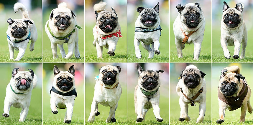 160 con chó Pug và Bull “hội ngộ” trong một cuộc thi chạy 50 m lần thứ ba tại Wernau, miền nam nước Đức. Ảnh: AFP